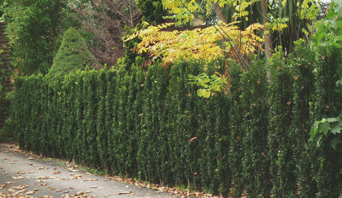 tall-shrubs-for-narrow-areas-gates-and-associates