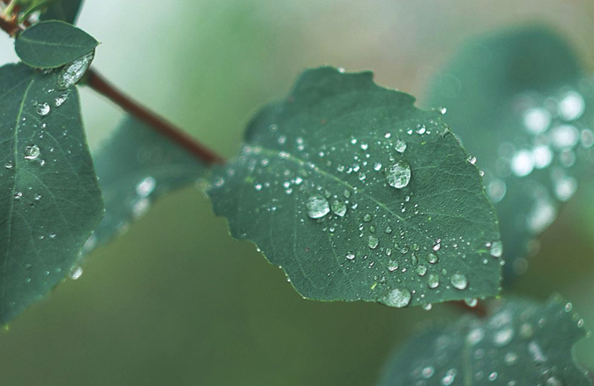 8 Plants That Look Good In Winter | Gates and Associates